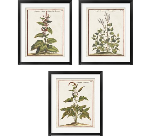 Munting Botanicals 3 Piece Framed Art Print Set by Abraham Munting