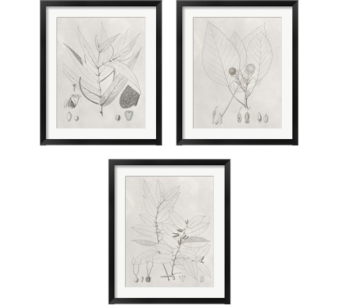 Vintage Leaves 3 Piece Framed Art Print Set by Vision Studio