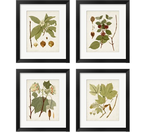 Antique Leaves 4 Piece Framed Art Print Set