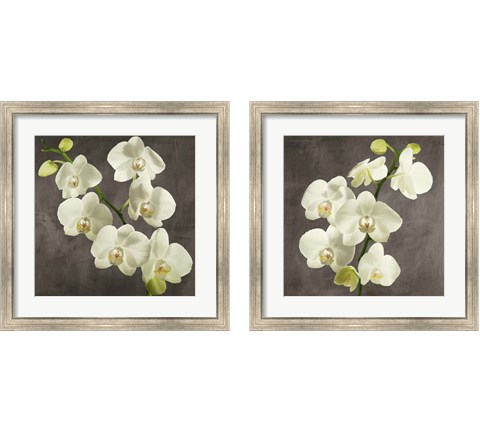 Orchids on Grey Background 2 Piece Framed Art Print Set by Andrea Antinori