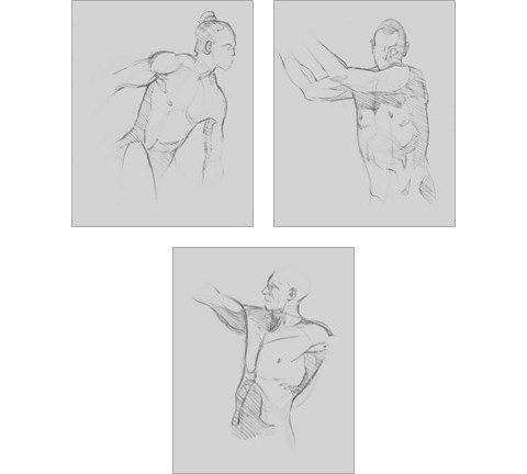 Male Torso Sketch 3 Piece Art Print Set by Jacob Green