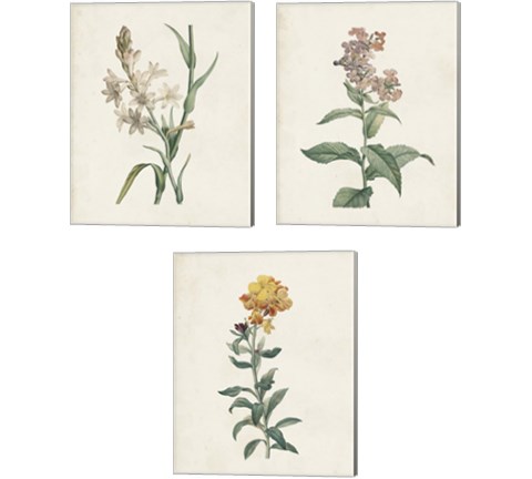 Classic Botanicals 3 Piece Canvas Print Set by Pierre-Joseph Redoute