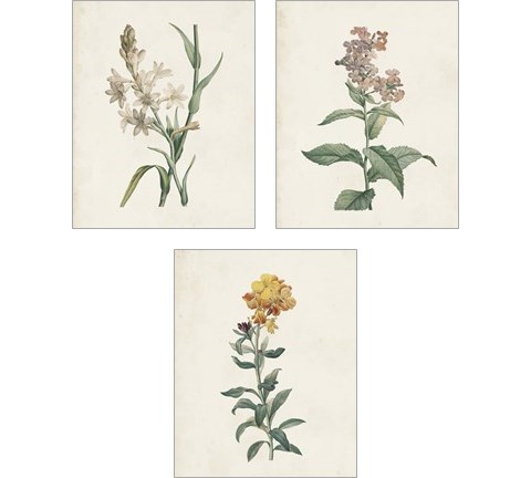 Classic Botanicals 3 Piece Art Print Set by Pierre-Joseph Redoute