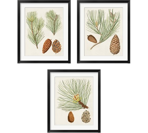 Antique Pine Cones 3 Piece Framed Art Print Set