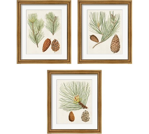 Antique Pine Cones 3 Piece Framed Art Print Set