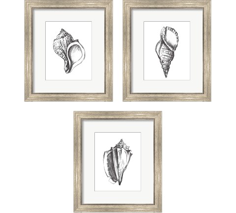 Seashell Study 3 Piece Framed Art Print Set by Melissa Wang