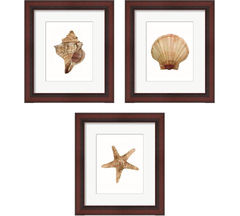 Neutral Shell Collection 3 Piece Framed Art Print Set by Stellar Design Studio