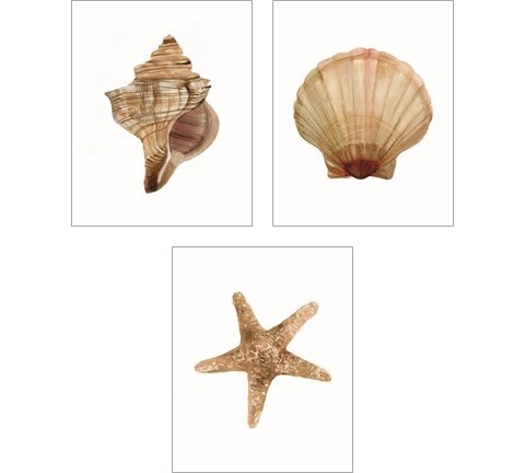 Neutral Shell Collection 3 Piece Art Print Set by Stellar Design Studio