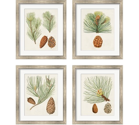 Antique Pine Cones 4 Piece Framed Art Print Set