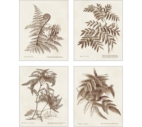 Sepia Fern Varieties 4 Piece Art Print Set