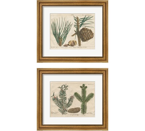 Antique Botanical  2 Piece Framed Art Print Set by Wild Apple Portfolio