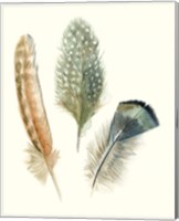 Framed 'Watercolor Feathers I' border=