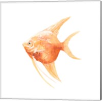 Framed 'Discus Fish III' border=