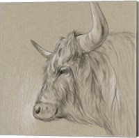 Framed 'Bison Sketch II' border=