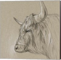 Framed 'Bison Sketch II' border=