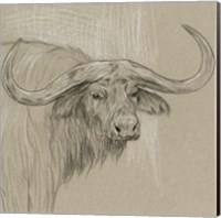 Framed 'Longhorn Sketch II' border=