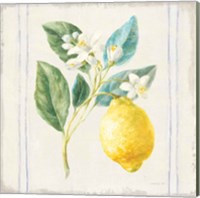 Framed 'Floursack Lemons I Sq Navy' border=