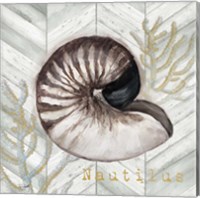 Framed 'Gray Gold Chevron Nautilus Shell' border=