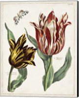 Framed Tulip Classics IV