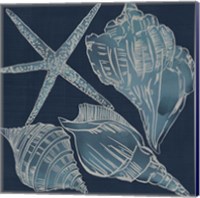 Framed 'Marine Shells III' border=