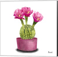 Framed 'Cactus Flowers V' border=