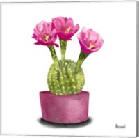 Framed 'Cactus Flowers V' border=