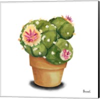 Framed 'Cactus Flowers VII' border=