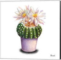 Framed 'Cactus Flowers IX' border=