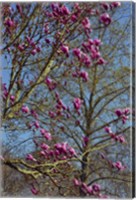 Framed Magnolia Blossoms, Oregon Garden, Silverton, Oregon