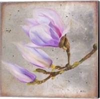 Framed 'Magnolia on Silver Leaf I' border=