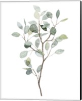 Framed 'Seaglass Eucalyptus I' border=