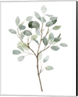 Framed 'Seaglass Eucalyptus II' border=