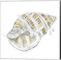 Framed 'Citron Shell Sketch I' border=