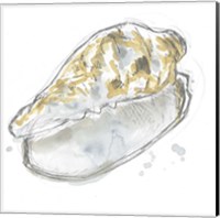 Framed 'Citron Shell Sketch IV' border=