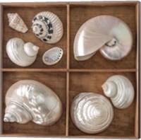 Framed 'Seashells Treasures I' border=