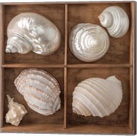 Framed 'Seashells Treasures II' border=