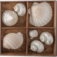 Framed 'Seashells Tresasures III' border=