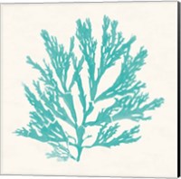 Framed 'Pacific Sea Mosses I Aqua' border=