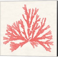 Framed 'Pacific Sea Mosses IV Coral' border=