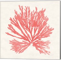 Framed 'Pacific Sea Mosses II Coral' border=