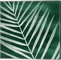 Framed 'Velvet Palm III' border=