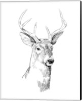 Framed 'Young Buck Sketch I' border=