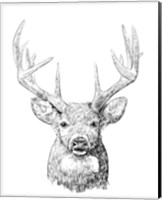 Framed 'Young Buck Sketch II' border=