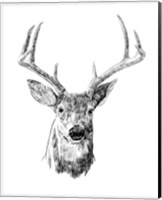 Framed 'Young Buck Sketch III' border=