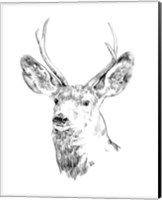 Framed 'Young Buck Sketch IV' border=