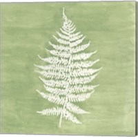 Framed 'Forest Ferns I' border=