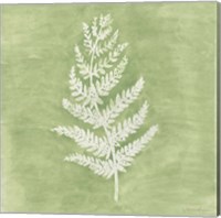 Framed 'Forest Ferns II' border=