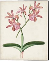 Framed 'Orchid Pair I' border=