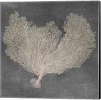 Framed 'Natural Sea Fan VI' border=