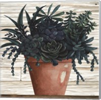 Framed 'Remarkable Succulents III' border=